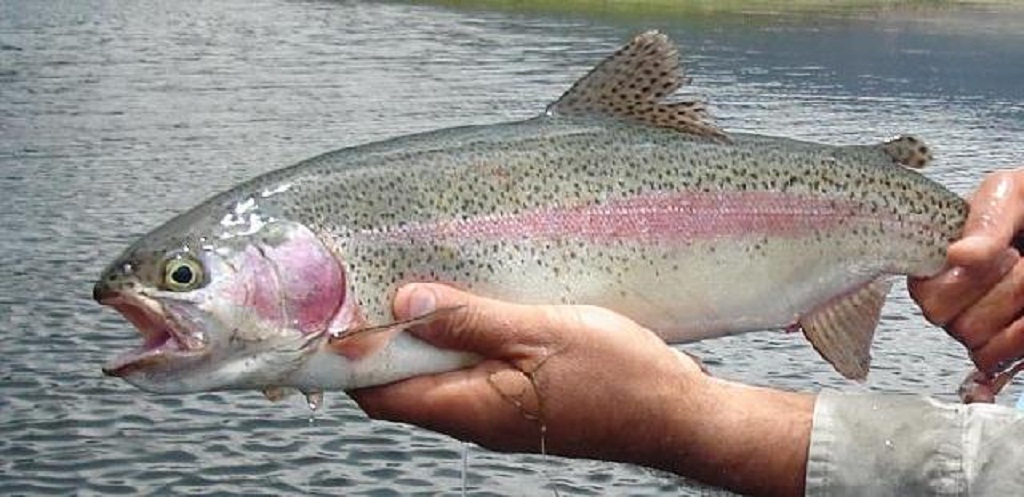 Reintegran el 3.25% a la exportación de Trucha Arcoiris