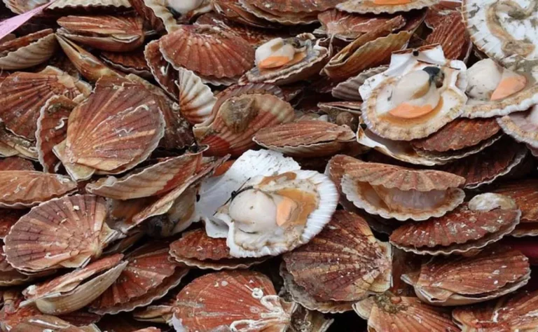 Vieira Patag贸nica: El Consejo Federal Pesquero establece cuotas y medidas precautorias para la pesquer铆a 2024