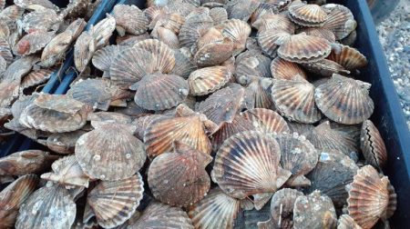 Plan de manejo de la vieira patag贸nica