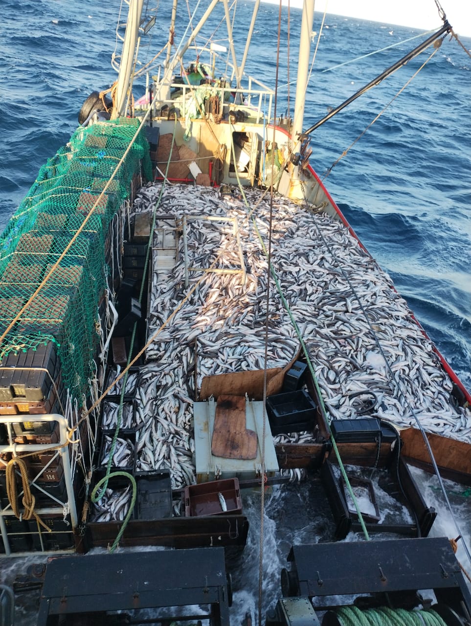 Merluza. Importante evolución de descargas en la parte final del año