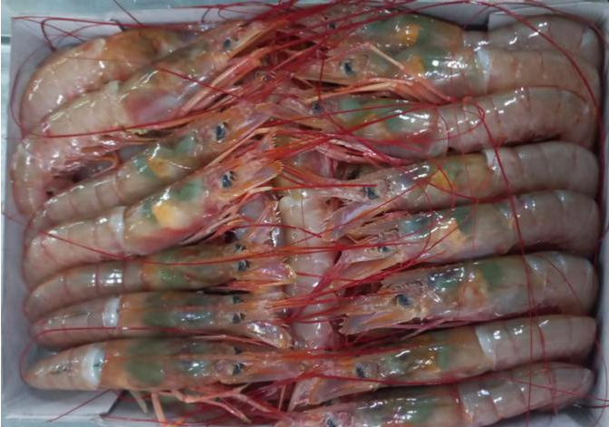 La captura de langostino verde, de predominio absoluto en aguas jurisdiccionales de Chubut