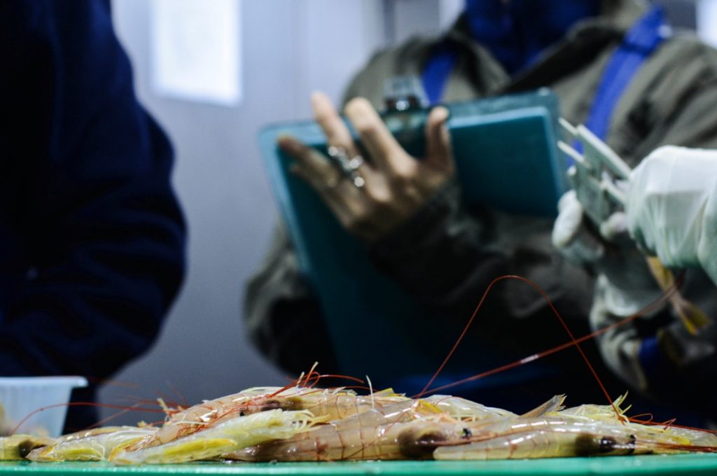 Santa Cruz solicitó prórroga a la prohibición de pesca de langostino en el Golfo San Jorge