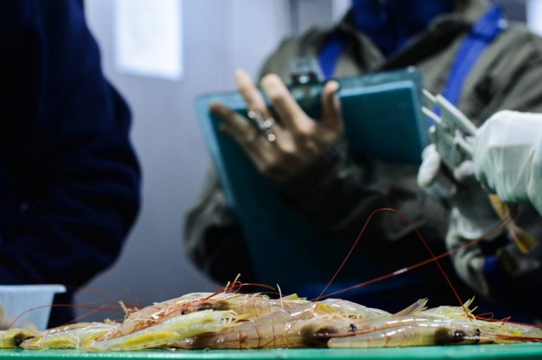 Santa Cruz solicit贸 pr贸rroga a la prohibici贸n de pesca de langostino en el Golfo San Jorge