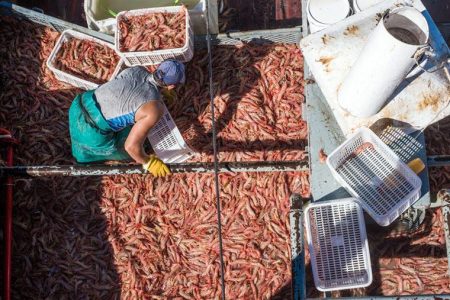 Finalmente arranc贸 la zafra de langostino en Chubut