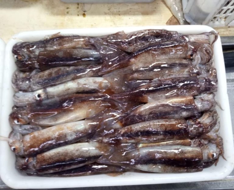 Calamar Illex, inicio de temporada auspicioso