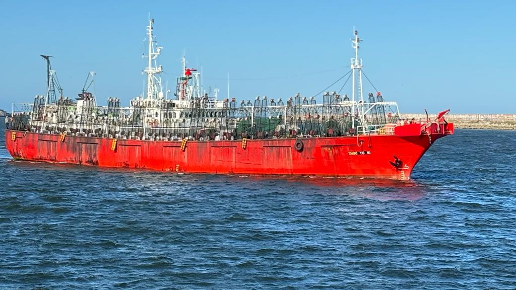 Calamar illex. Descargaron en Mar del Plata los primeros poteros