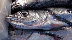 Renovación de CITC de merluza hubbsi. Ya estaba escrito en el 2018