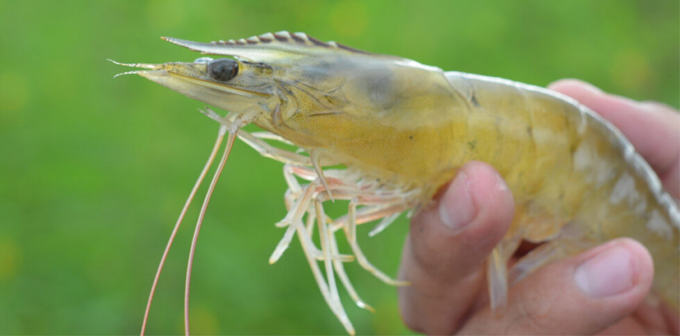 Caída en las exportaciones de camarón de cultivo ecuatoriano en enero de 2024