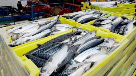 El sector pesquero español presiona al gobierno para bajar el IVA del pescado