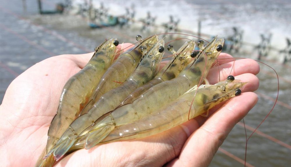 Competencia desleal. Trabajo en la pesca y la acuicultura: entre la informalidad y la falta de derechos