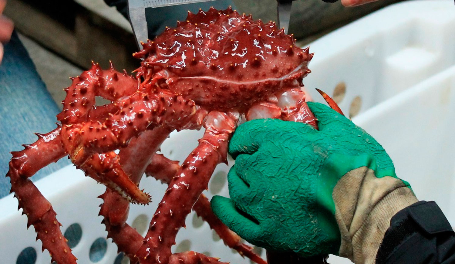 Se realizó la primera supervisión de la Certificación de Centolla Argentina