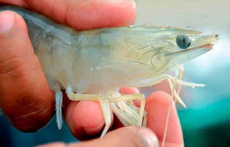 FAO impulsa a adaptar la acuicultura al cambio climático, un desafÃo urgente para América Latina y el Caribe