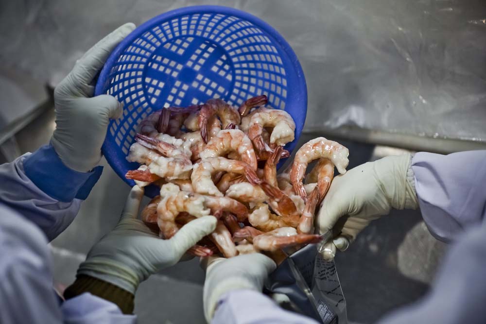 Camarones de cultivo contaminados y trabajo forzado: un ex ejecutivo expone pr谩cticas peligrosas para la salud