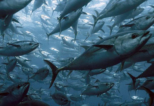 La pesca del atún: avances hacia la sostenibilidad