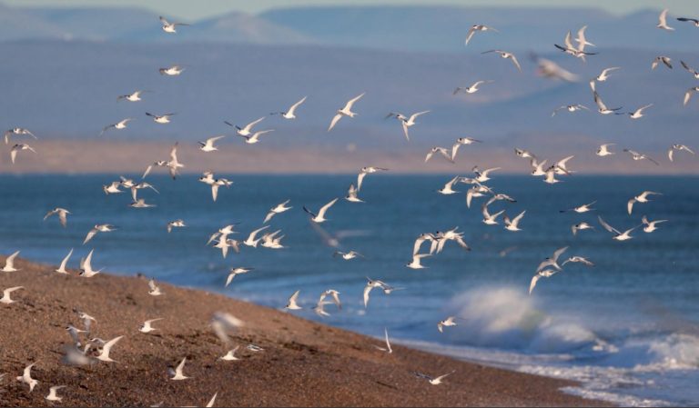 Santa Cruz y Chubut: Tensiones por la pesca compartida en el Golfo San Jorge