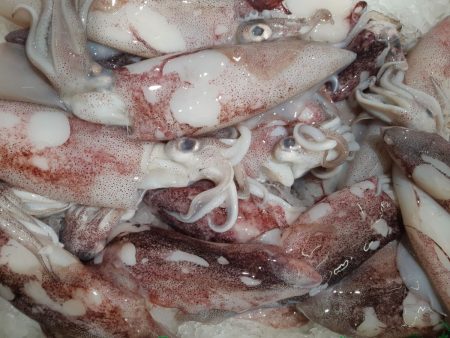 Zafra exitosa: Más de 40 mil toneladas de Calamar Loligo en aguas Malvinenses