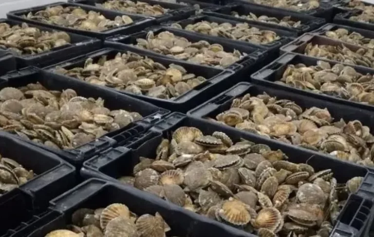 Resoluci贸n CFP Nro.1/2024: Medidas de administraci贸n y CMP de vieira patag贸nica