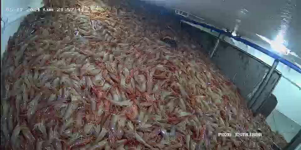 Langostino. Temporada fluida, en equilibrio y estabilidad, falta demanda y precios