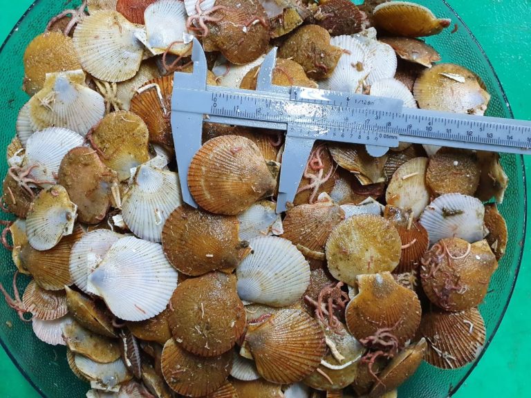 Se desarrolla una nueva Campa帽a de Investigaci贸n de Vieira Patag贸nica: Eval煤an Biomasa en la Unidad de Manejo A