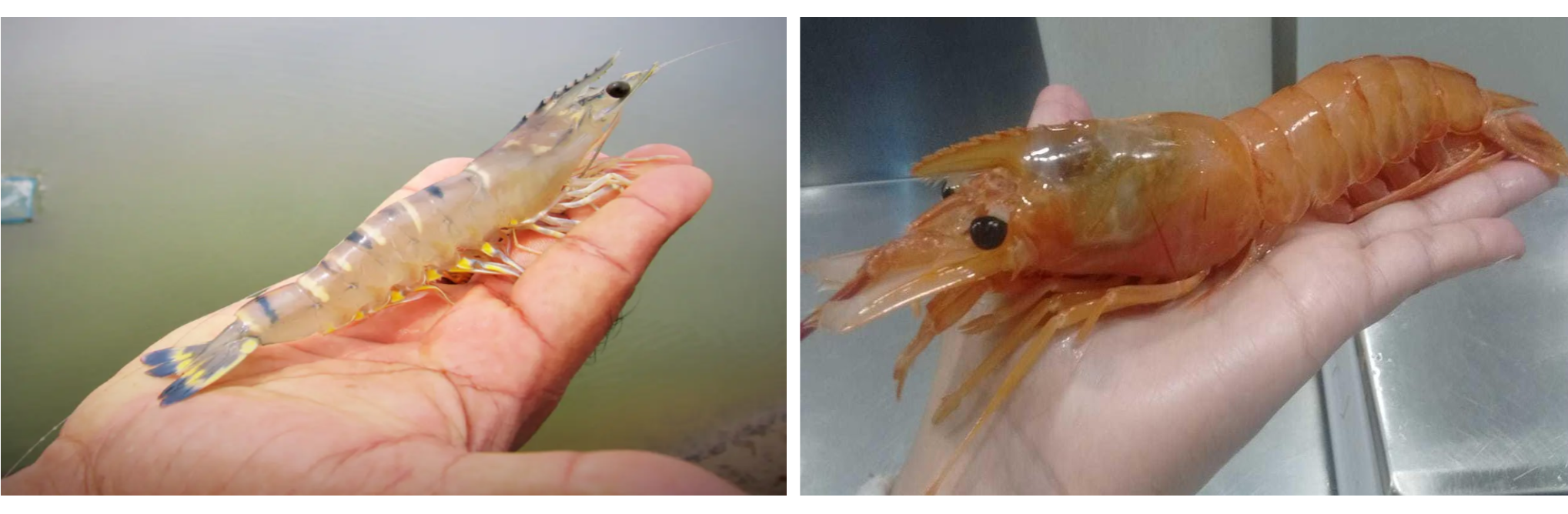 Langostino: Complejo panorama de los mercados internacionales de consumo