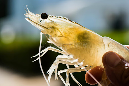 Ecuador: Gigante del camarón de cultivo en ascenso mundial