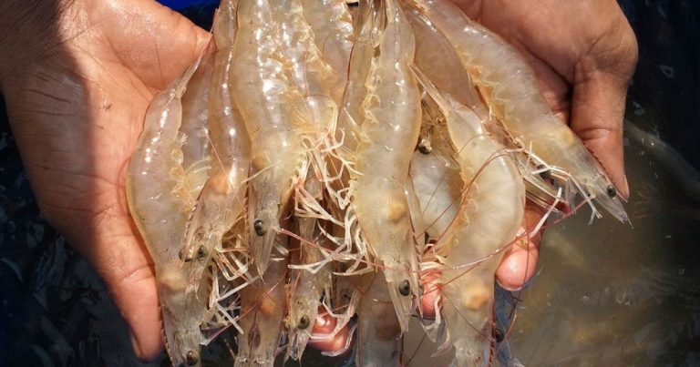 India y Ecuador establecen nuevos récords en volumen de exportaciones de Vannamei a EEUU