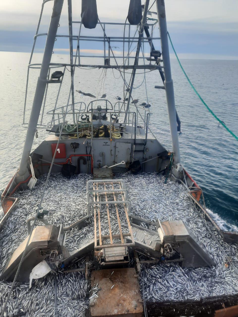 Incremento sostenido de las descargas de anchoíta en Rawson y su impacto en Mar del Plata
