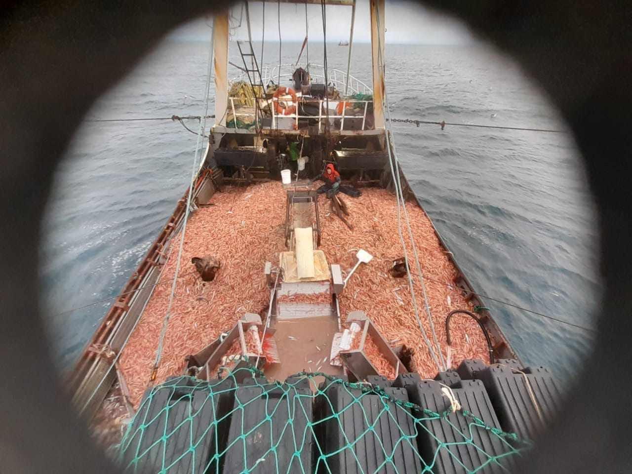 Langostino. Habilitan a operaciones de pesca comercial la Subárea 12 y la 7 (parcial)