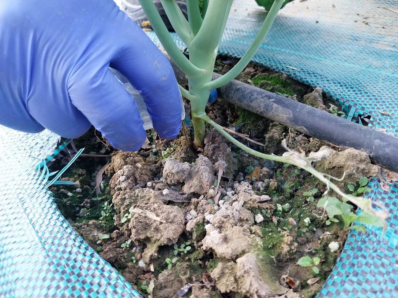 Fertilizantes biológicos a partir de residuos pesqueros: alternativa sostenible para suelos agrícolas