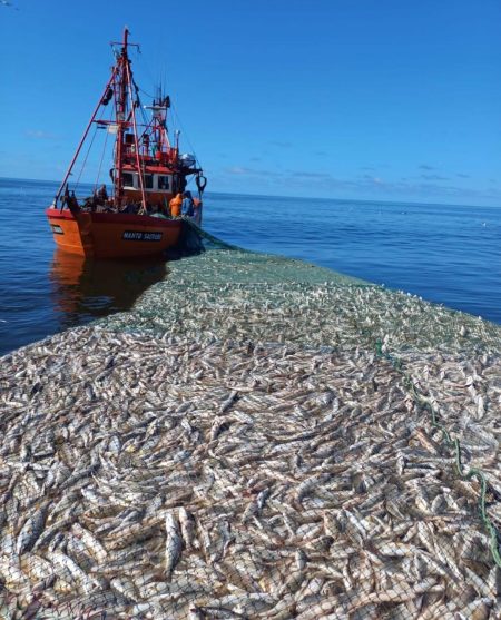 INIDEP presentó resultados y recomendaciones para la pesquerÃa de corvina: Preocupa el alto porcentaje de juveniles capturados
