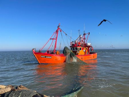 Temporada de Corvina Rubia: Mejoran tallas en temporada dispar