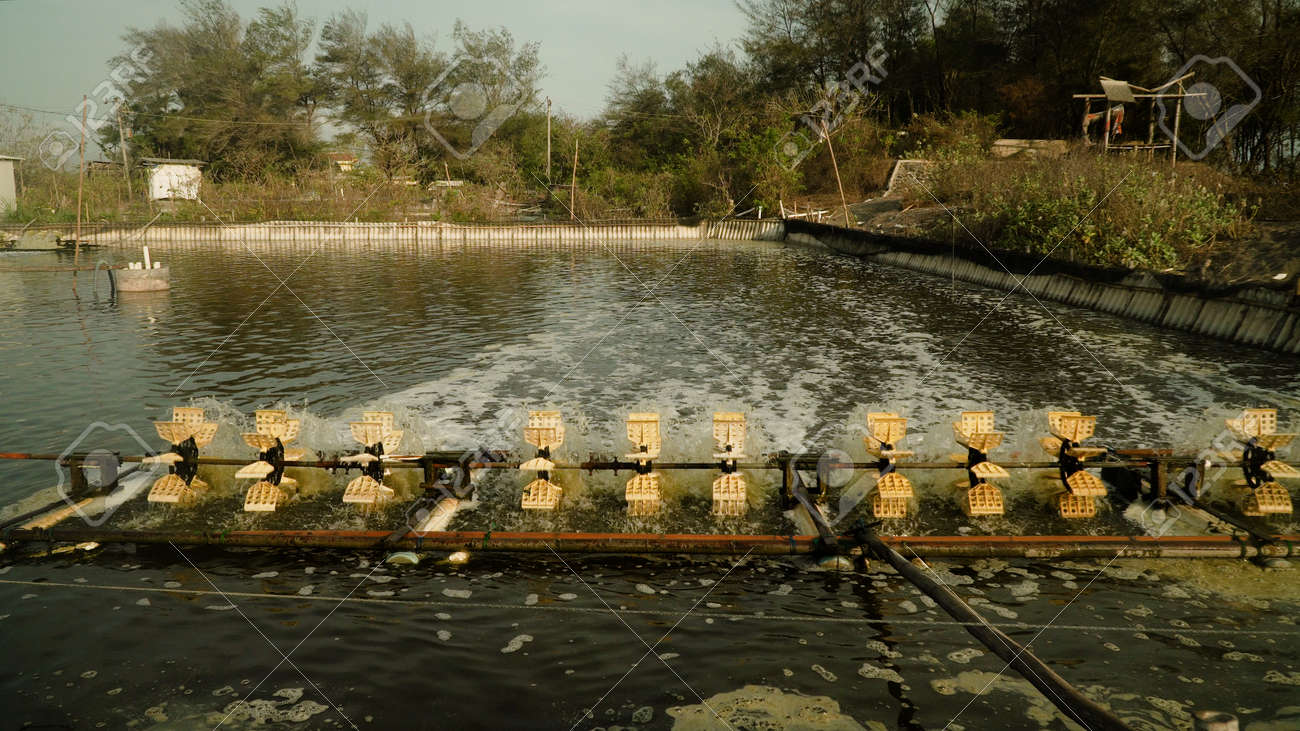 Arancel Antidumping de EE. UU. Impacta Duramente a la Industria Camaronera de Indonesia