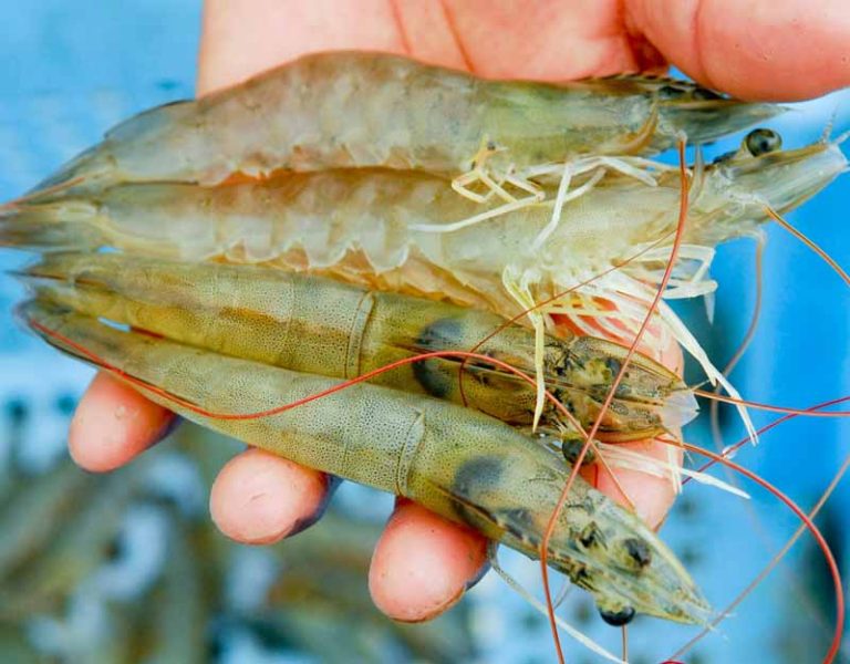 Análisis Técnico de exportaciones de camarón de cultivo Vannamei ecuatoriano