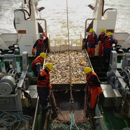 Corvina rubia: Evaluaci贸n Invernal en el R铆o de la Plata y la Zona Com煤n de Pesca Argentino-Uruguaya