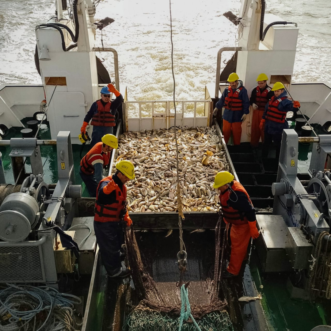Corvina rubia: Evaluación Invernal en el Río de la Plata y la Zona Común de Pesca Argentino-Uruguaya