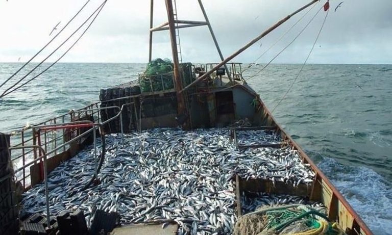 Consejo Federal Pesquero. Sesi贸n semanal, Acta Nro. 13/2024. Asignaron 2315 toneladas de Merluza Hubbsi y Santa Cruz pide mayor volumen de langostino procesado a bordo