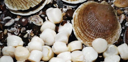 Implementan Plan de Manejo para la pesquer铆a de Vieira Patag贸nica