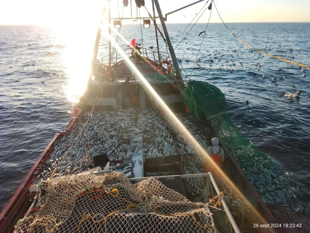 Caballa temporada 2024: Abundancia y calidad superlativa. CaÃda en el consumo marca el ritmo de la actividad