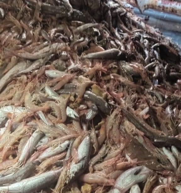 Langostino. Cierre de la Subárea 7 Este por alta presencia de merluza incidental