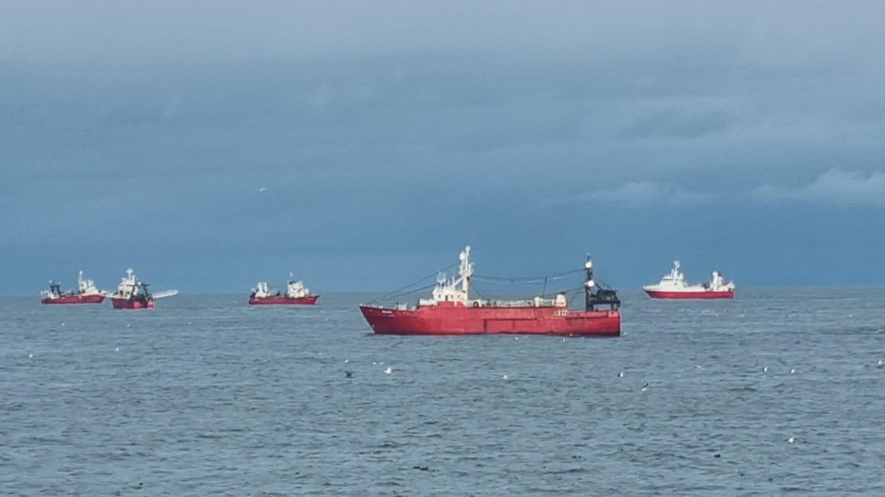 Langostino. Etapa final dentro de la ZVPJM. Importante concentración al norte del paralelo 42