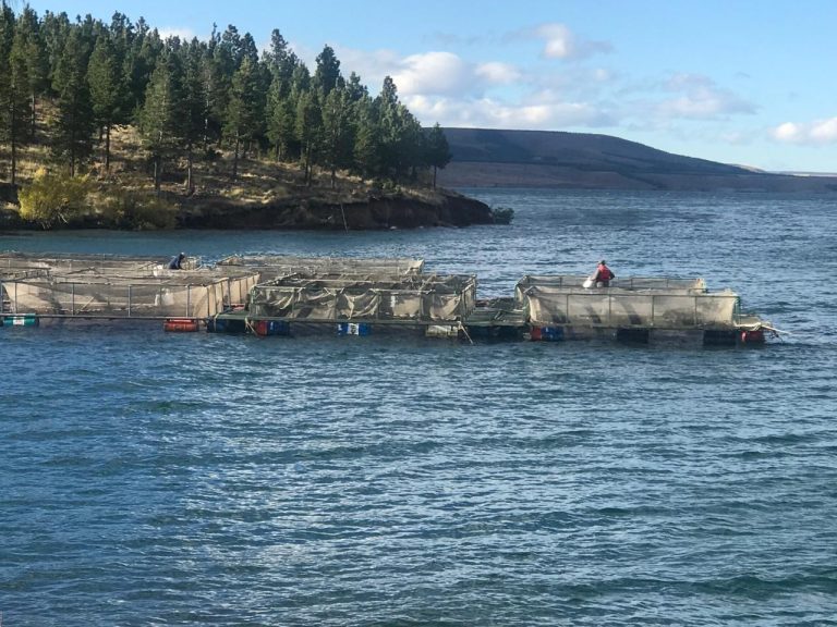 Cultivo de Peces, Mariscos y Algas: Un futuro promisorio para Argentina