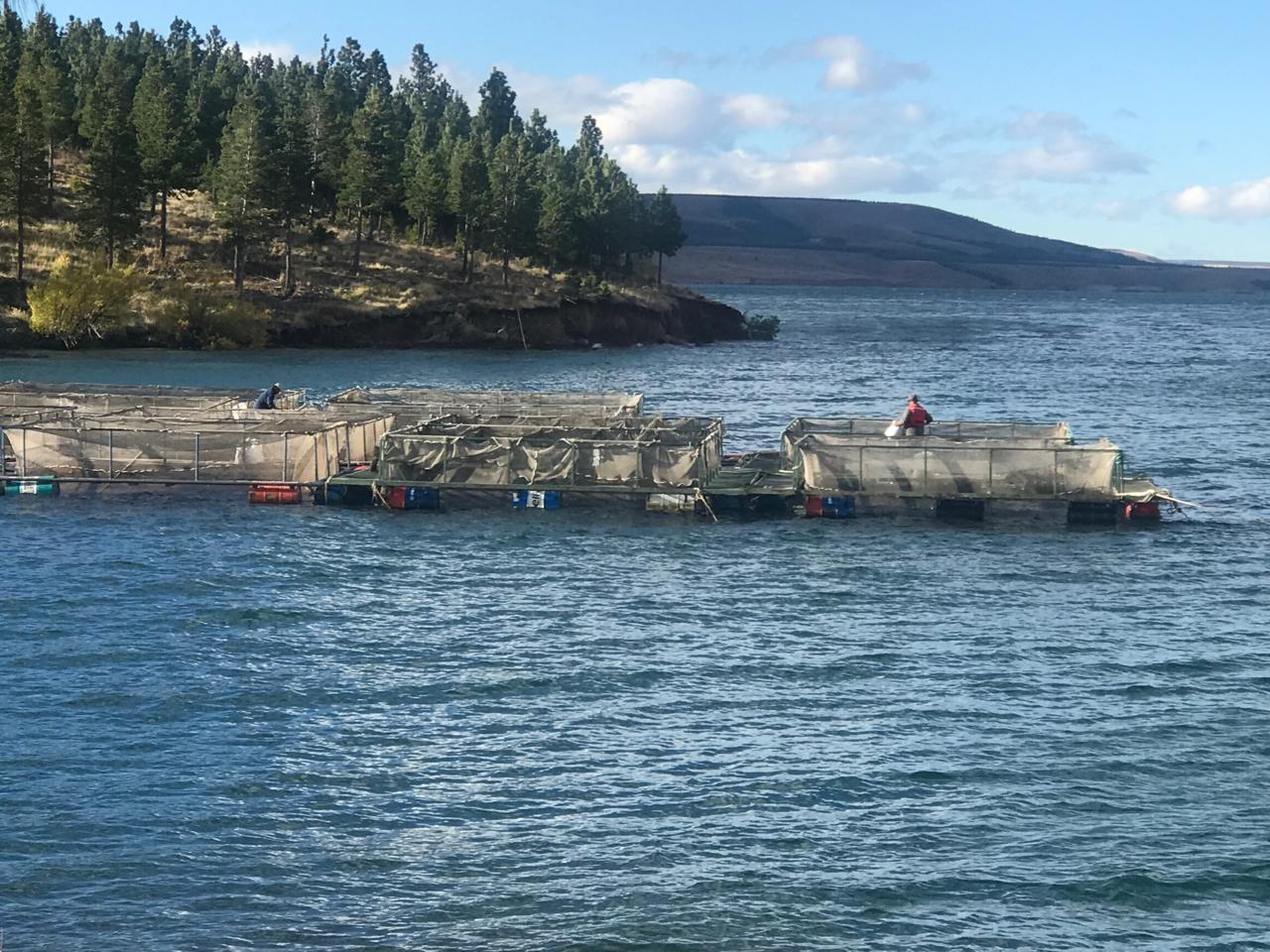 Cultivo de Peces, Mariscos y Algas: Un futuro promisorio para Argentina