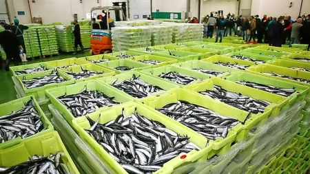 Espa帽a. Rechazo Un谩nime a la propuesta para reducir la captura de anchoas en aguas del Atl谩ntico
