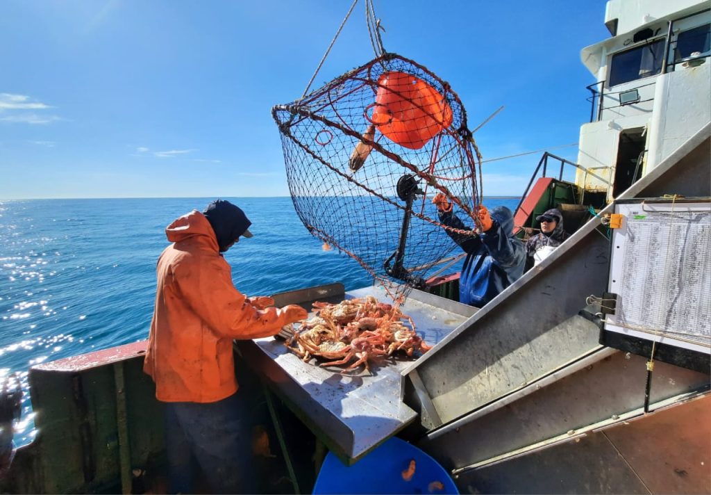 INIDEP Inicia evaluación de centolla en el área central a bordo de buques comerciales