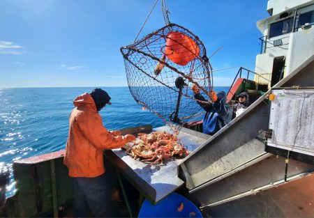INIDEP Inicia evaluación de centolla en el área central a bordo de buques comerciales