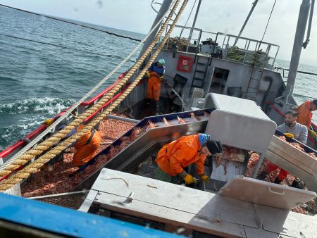 Langostino. Chubut eval煤a la biomasa para la nueva temporada de pesca 2024/2025