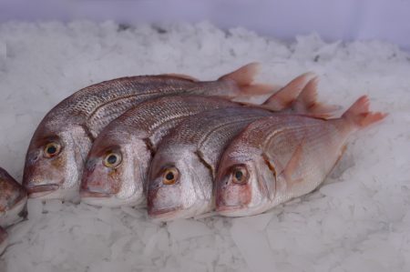 La CTMFM fijó la Captura Total Permisible de Pez Palo y Besugo en Zona Comun de Pesca