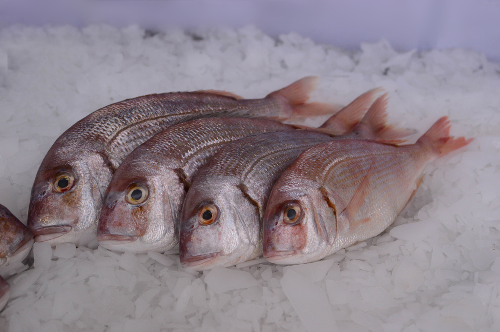 La CTMFM fijó la Captura Total Permisible de Pez Palo y Besugo en Zona Comun de Pesca