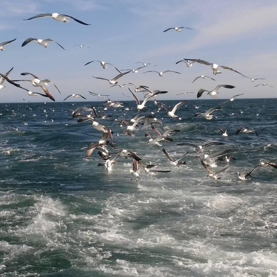 Consejo Federal Pesquero. Sesión semanal, Acta Nro. 19/2024. Se demora la redistribución de CITC de merluza hubbsi