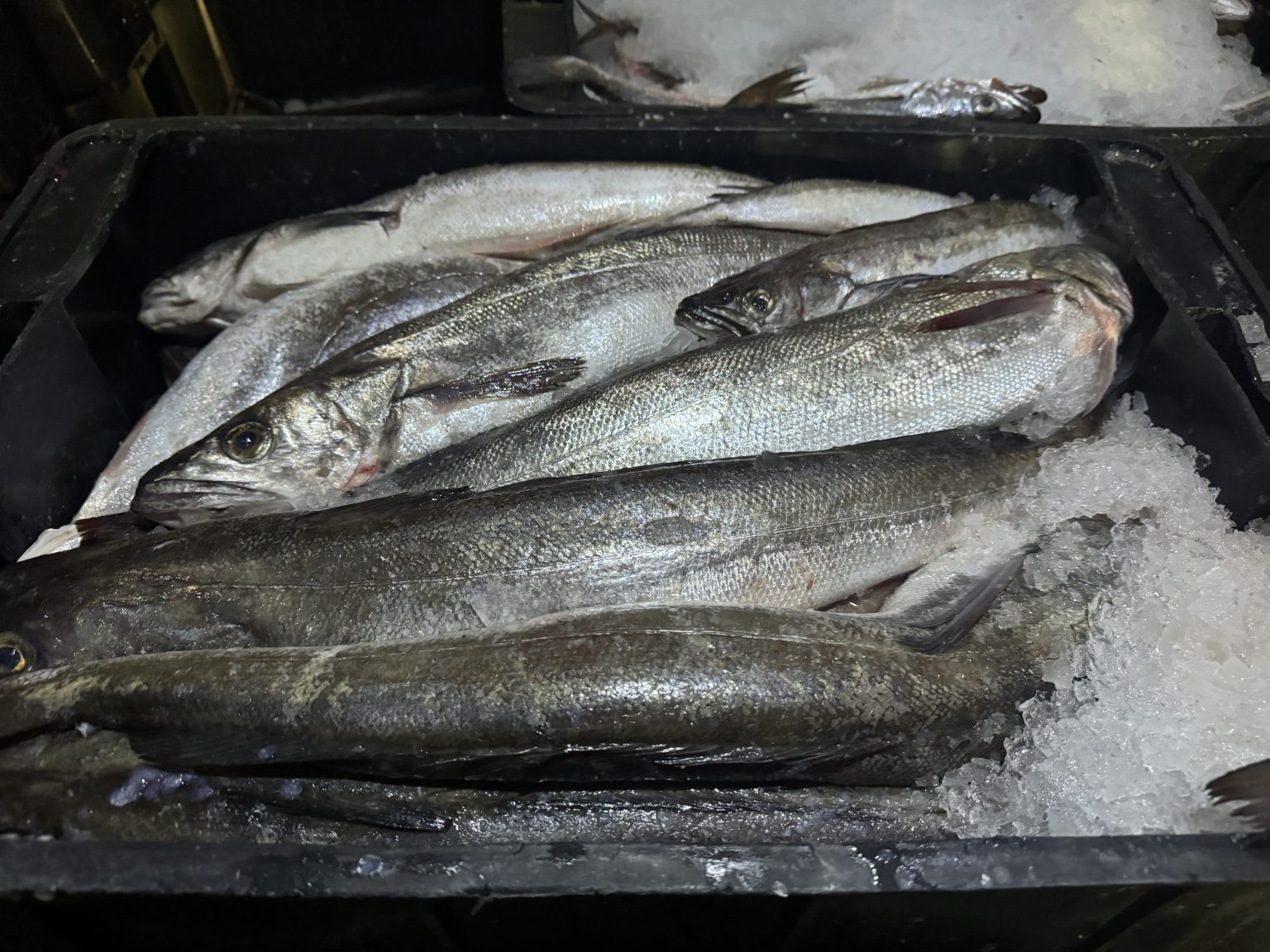 Resolución CTMFM Nro.12/2024. Medidas de protección para la merluza hubbsi